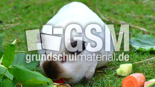 Meerschweinchen (10).jpg